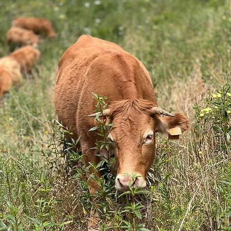 Quinta Do Freixo Benafim