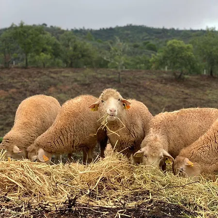 Vakantieboerderij Quinta Do Freixo