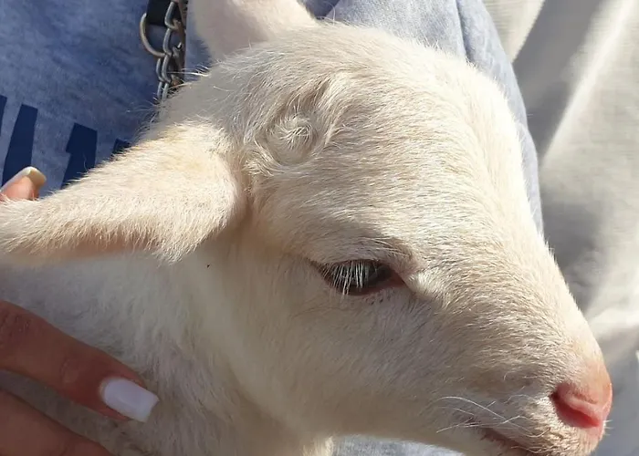 Quinta Do Freixo Benafim