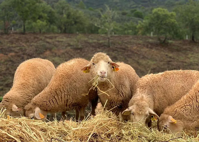 Alojamento de Turismo Rural Quinta Do Freixo